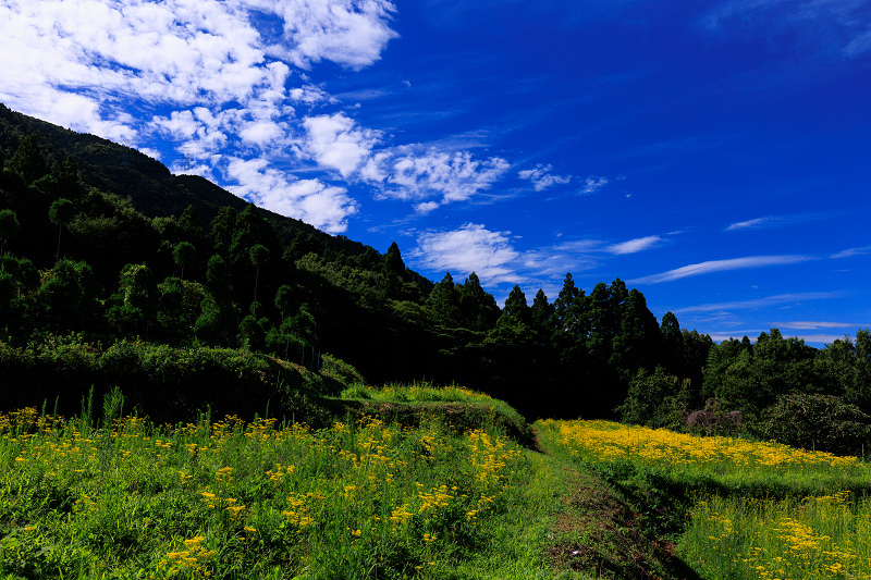 2022夏の花畑　越畑の女郎花_f0155048_19570364.jpg