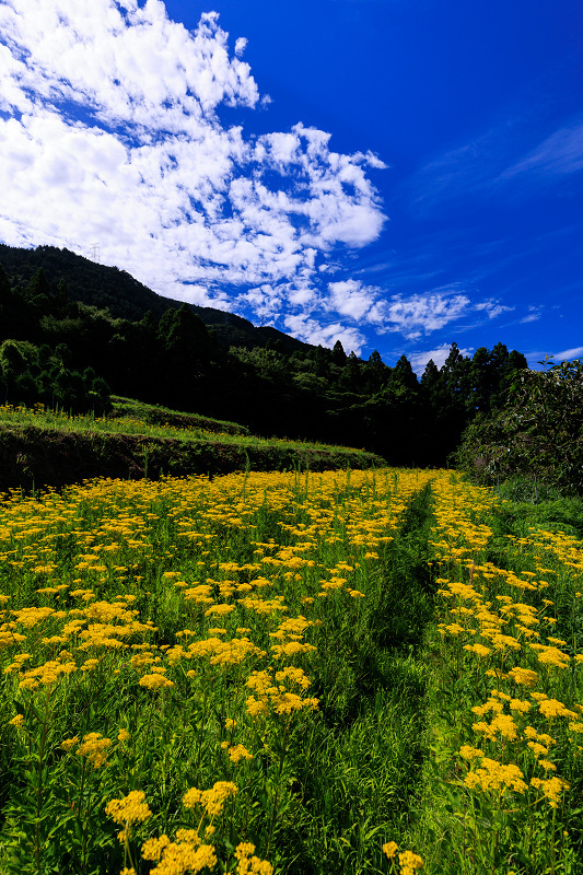 2022夏の花畑　越畑の女郎花_f0155048_19574945.jpg