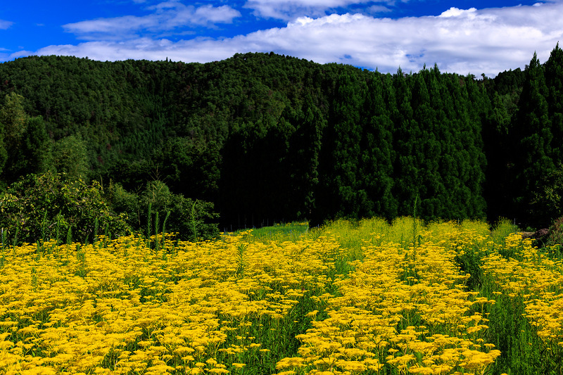 2022夏の花畑　越畑の女郎花_f0155048_19583226.jpg