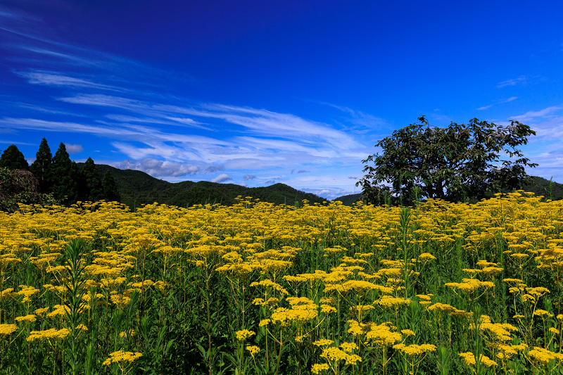 2022夏の花畑　越畑の女郎花_f0155048_19593161.jpg