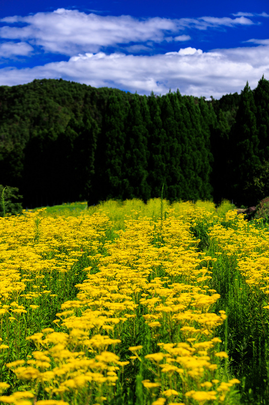 2022夏の花畑　越畑の女郎花_f0155048_20002017.jpg