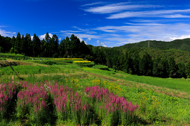 2022夏の花畑　越畑の女郎花_f0155048_20011094.jpg