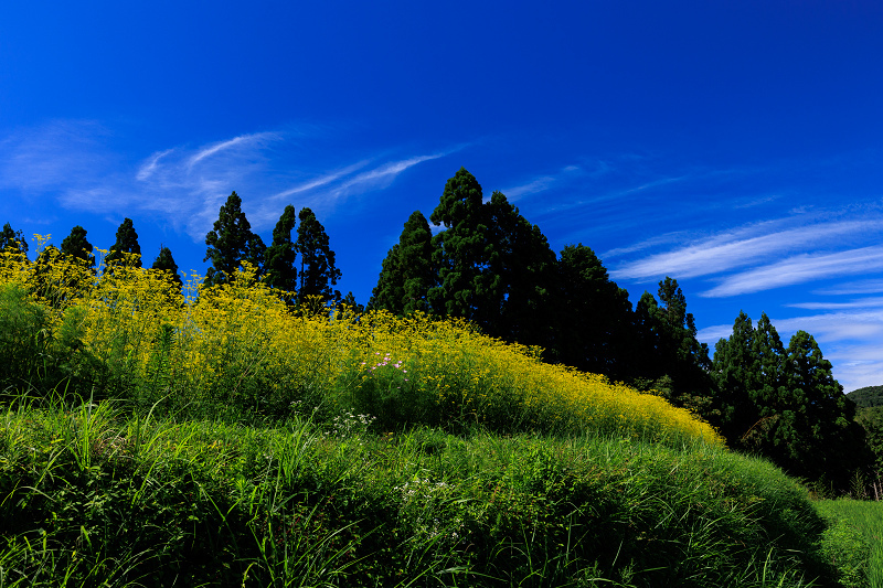 2022夏の花畑　越畑の女郎花_f0155048_20011760.jpg
