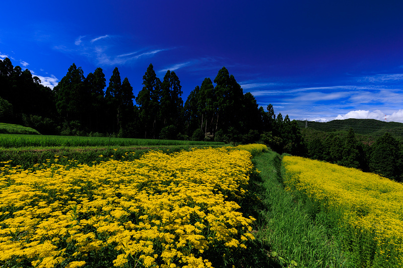 2022夏の花畑　越畑の女郎花_f0155048_20022858.jpg