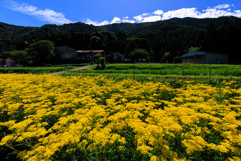 2022夏の花畑　越畑の女郎花_f0155048_20025101.jpg