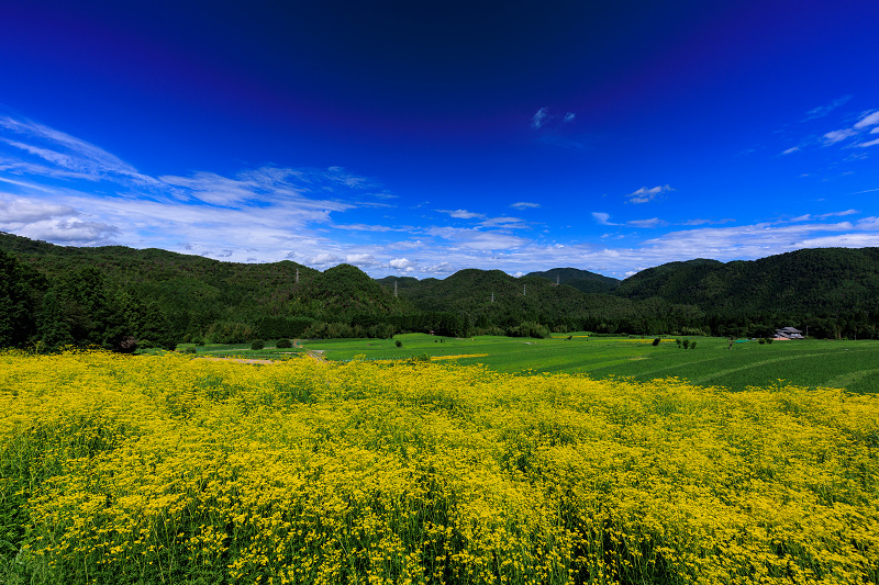 2022夏の花畑　越畑の女郎花_f0155048_20030096.jpg