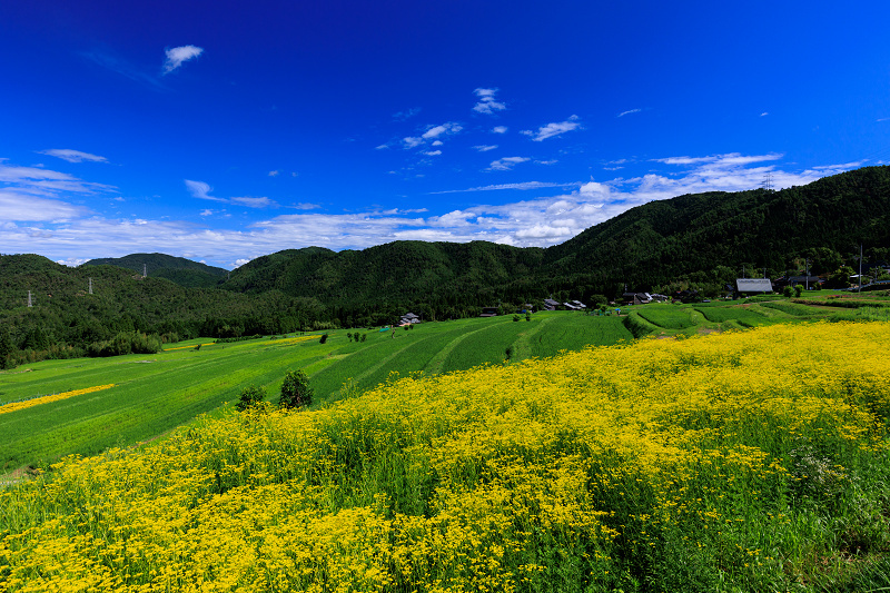 2022夏の花畑　越畑の女郎花_f0155048_20043477.jpg