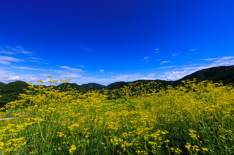 2022夏の花畑　越畑の女郎花_f0155048_20044005.jpg