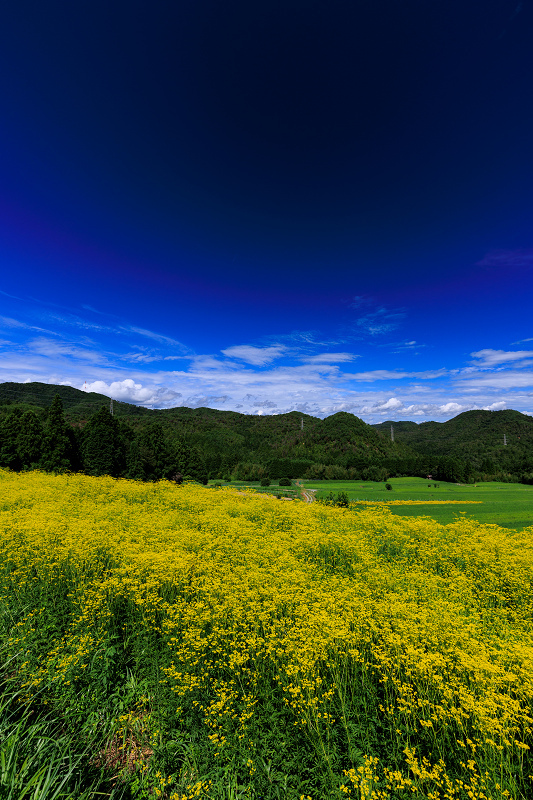 2022夏の花畑　越畑の女郎花_f0155048_20050119.jpg