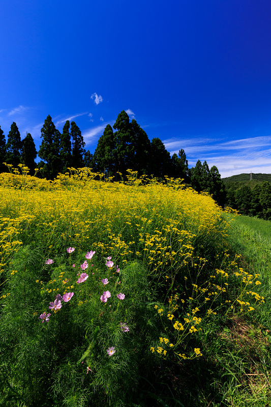 2022夏の花畑　越畑の女郎花_f0155048_20051932.jpg