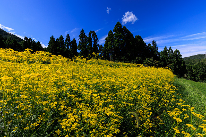 2022夏の花畑　越畑の女郎花_f0155048_20052730.jpg