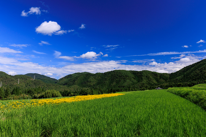 2022夏の花畑　越畑の女郎花_f0155048_20055238.jpg