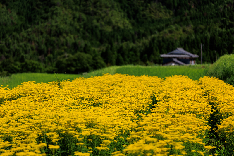 2022夏の花畑　越畑の女郎花_f0155048_20064262.jpg
