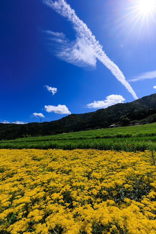 2022夏の花畑　越畑の女郎花_f0155048_20070257.jpg