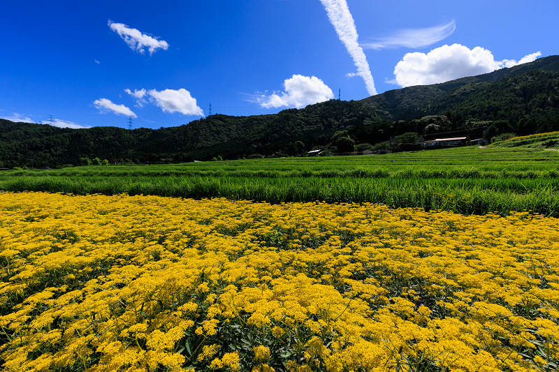 2022夏の花畑　越畑の女郎花_f0155048_20071636.jpg