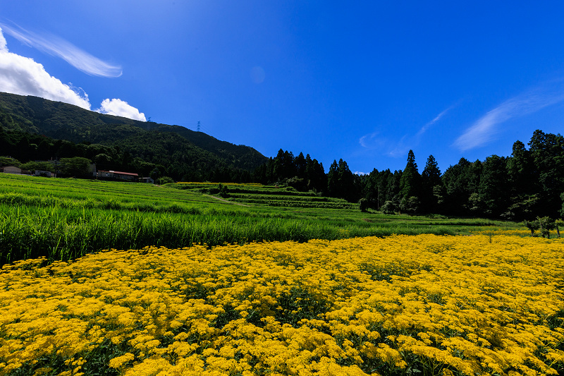 2022夏の花畑　越畑の女郎花_f0155048_20082643.jpg