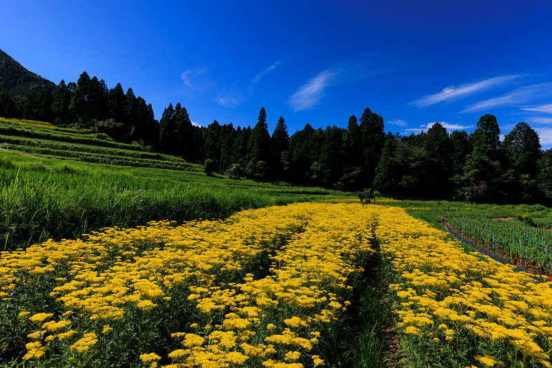2022夏の花畑　越畑の女郎花_f0155048_20084787.jpg