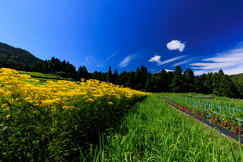 2022夏の花畑　越畑の女郎花_f0155048_20090593.jpg
