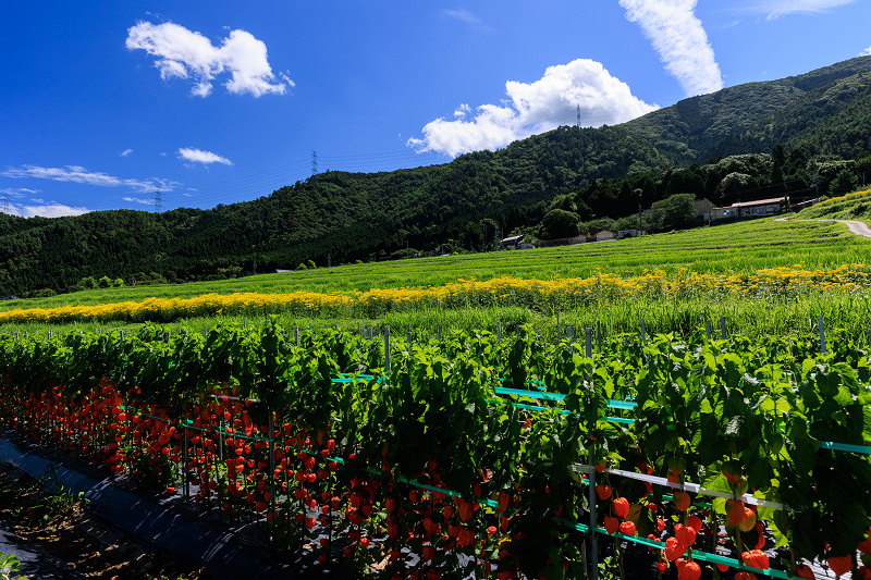 2022夏の花畑　越畑の女郎花_f0155048_20091944.jpg