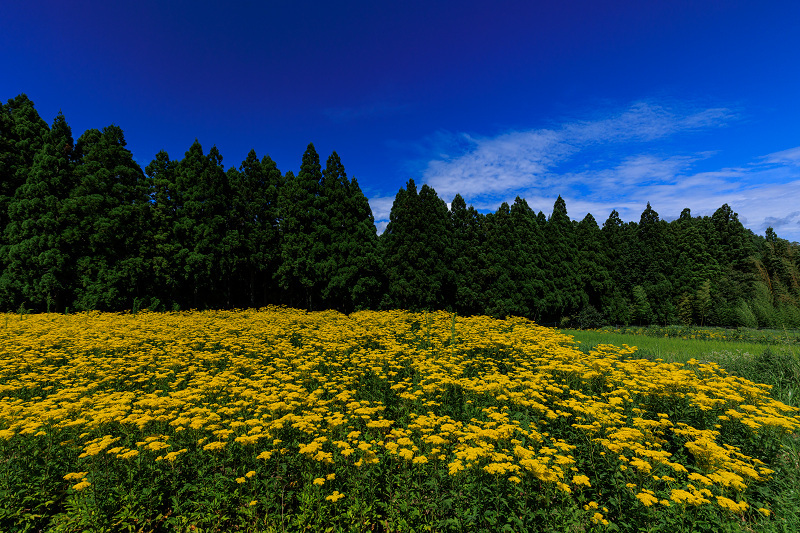 2022夏の花畑　越畑の女郎花_f0155048_20093708.jpg