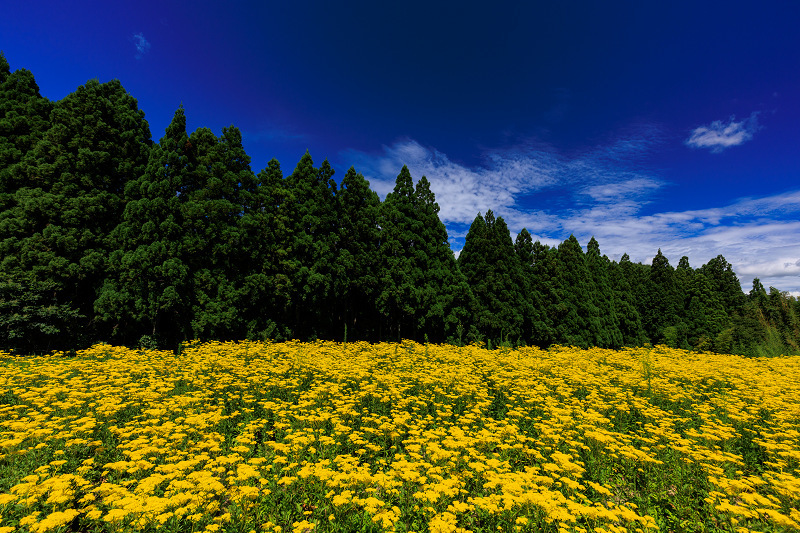 2022夏の花畑　越畑の女郎花_f0155048_20101178.jpg