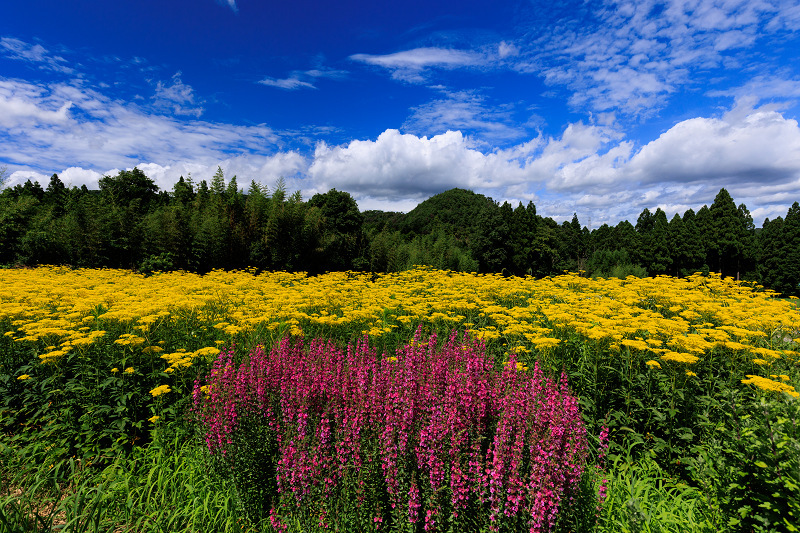 2022夏の花畑　越畑の女郎花_f0155048_20110130.jpg