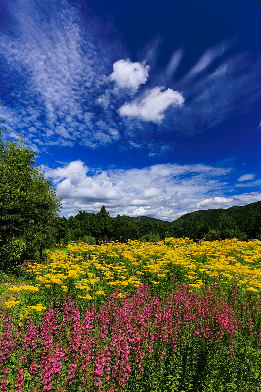 2022夏の花畑　越畑の女郎花_f0155048_20114725.jpg