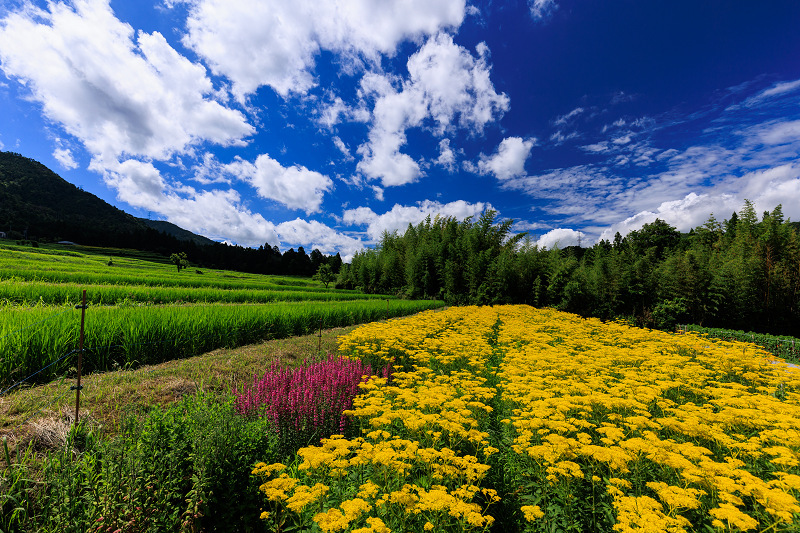 2022夏の花畑　越畑の女郎花_f0155048_20121529.jpg