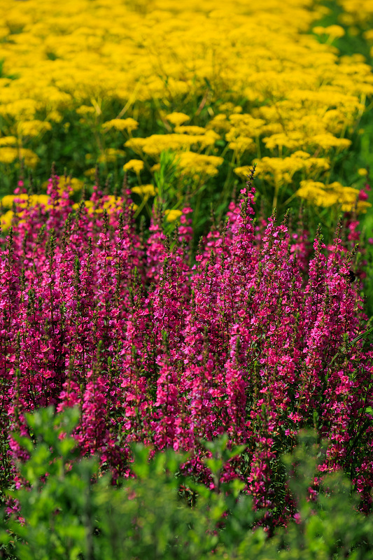 2022夏の花畑　越畑の女郎花_f0155048_20122618.jpg