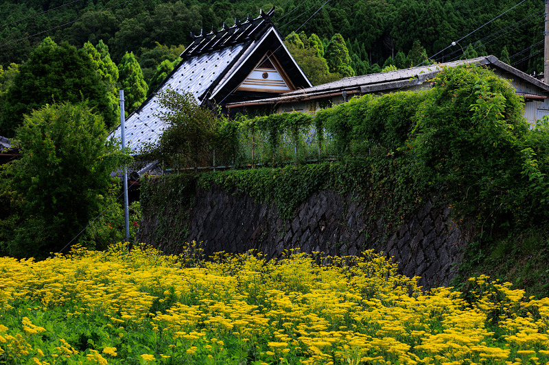 2022夏の花畑　越畑の女郎花_f0155048_20125671.jpg