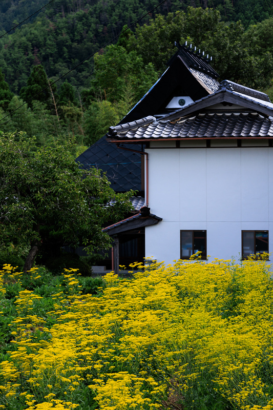 2022夏の花畑　越畑の女郎花_f0155048_20130042.jpg