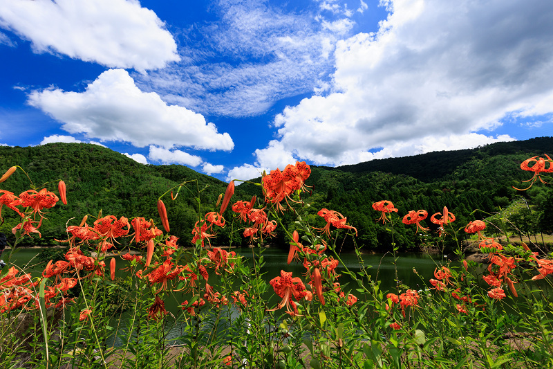 2022夏の花畑　越畑の女郎花_f0155048_20131428.jpg