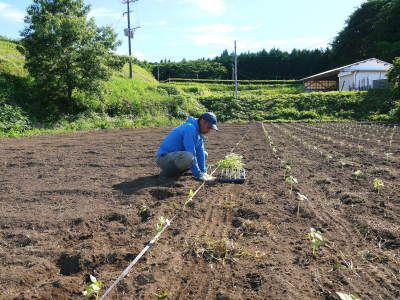 「菊池水源産エゴマ」 令和4年度もしっかり手をかけ無農薬、無化学肥料で育てます!白エゴマの土寄せ作業_a0254656_18041263.jpg