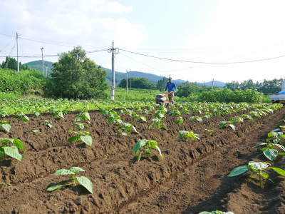 「菊池水源産エゴマ」 令和4年度もしっかり手をかけ無農薬、無化学肥料で育てます!白エゴマの土寄せ作業_a0254656_18142182.jpg