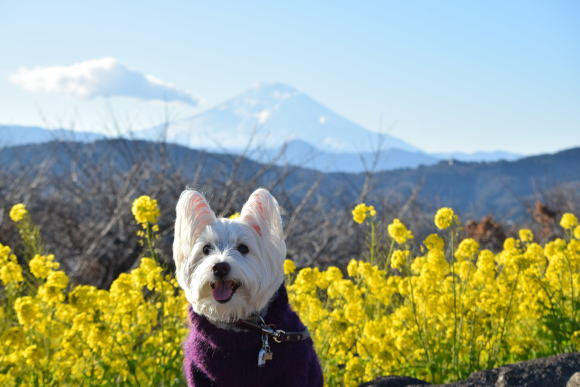 ♪ ダニエル 菜の花綺麗だね~(*^。^*)♪_b0242873_23451981.jpg