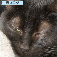 枕を使う猫_a0389088_12144668.jpg