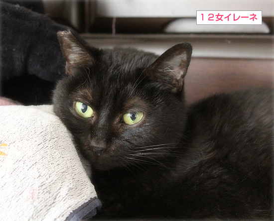 枕を使う猫_a0389088_12144676.jpg