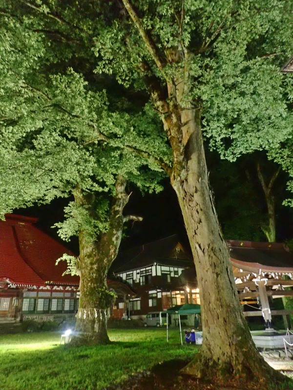 ライトアップの夜に境内へ_c0336902_21134071.jpg