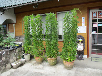 アサガオの花が涼し気に咲いています。_c0194003_08401247.jpg