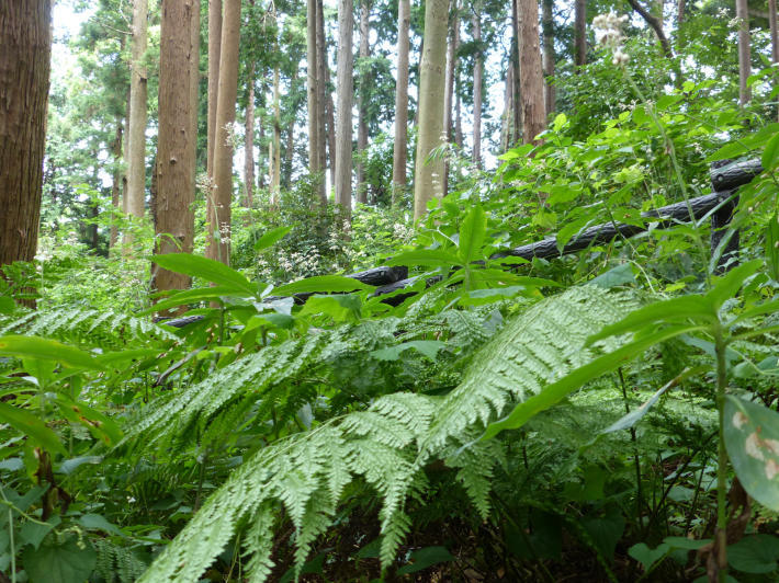 夏の新井沢市民の森_f0296312_12571239.jpg