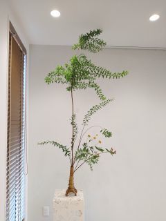 夏の勢い！_c0165824_16441179.jpg