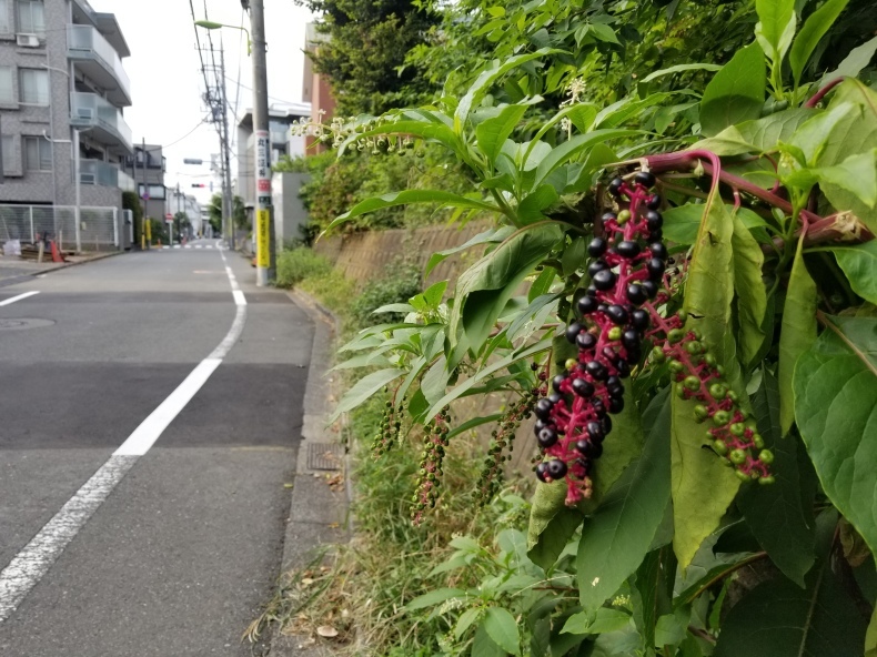 夕焼け_e0016828_11115547.jpg
