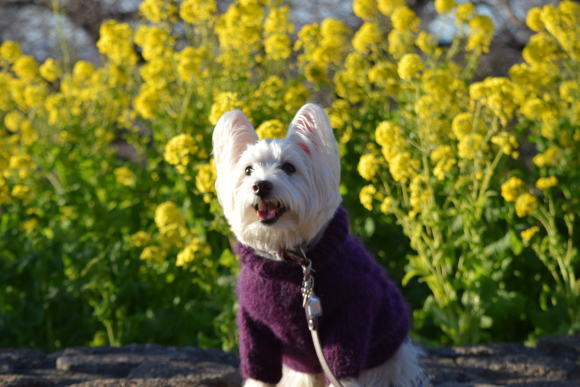 ♪ ダニエル 菜の花綺麗だね~(*^。^*)♪_b0242873_07584732.jpg