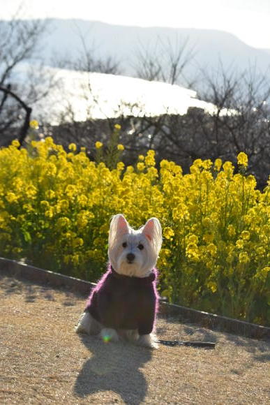 ♪ ダニエル 菜の花綺麗だね~(*^。^*)♪_b0242873_07585795.jpg