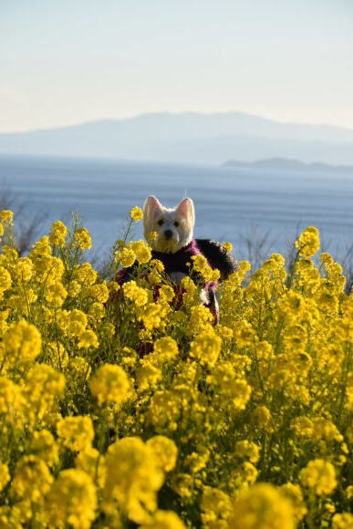 ♪ ダニエル 菜の花綺麗だね~(*^。^*)♪_b0242873_07591274.jpg