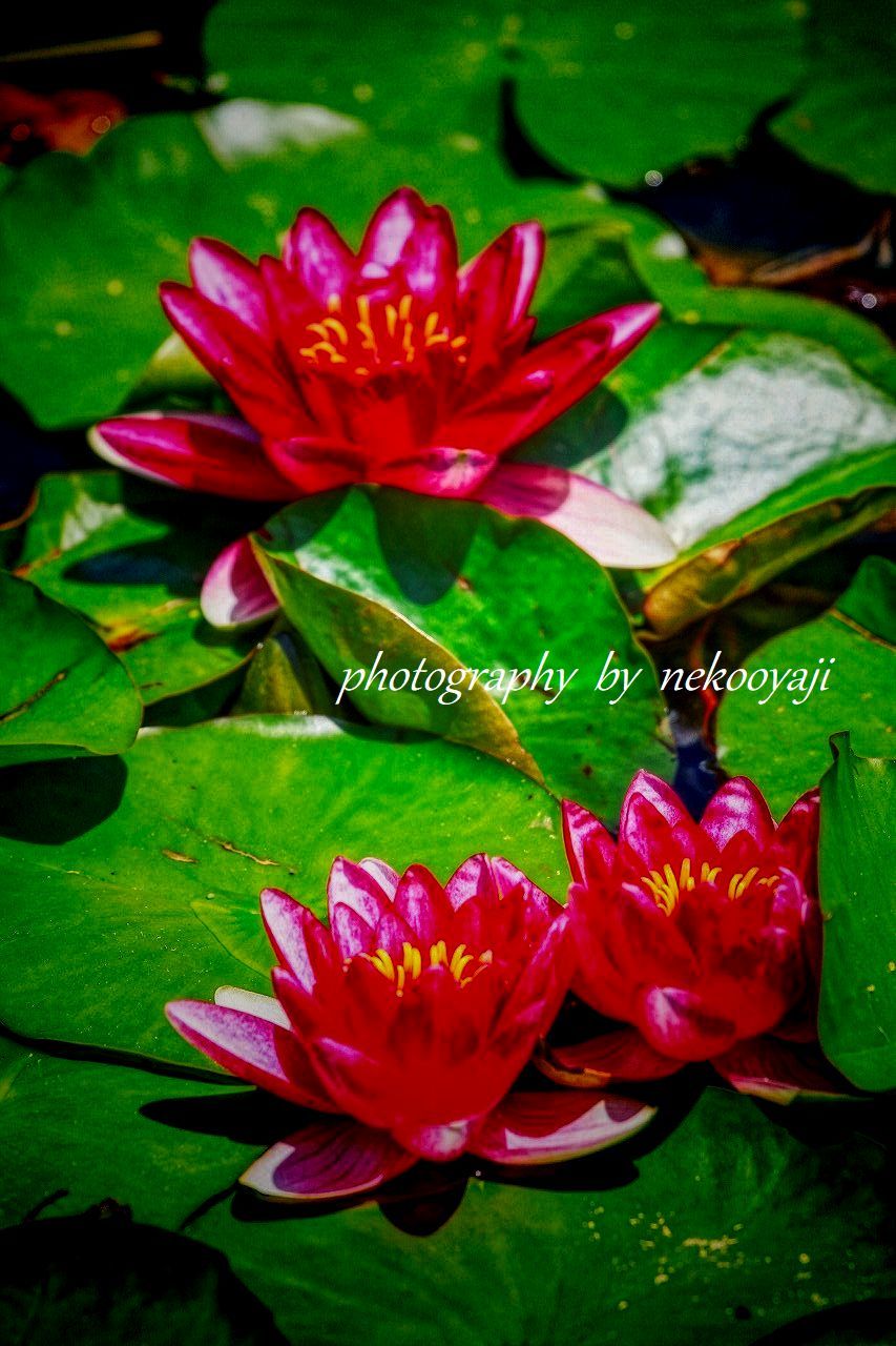 赤い睡蓮 の んびりと