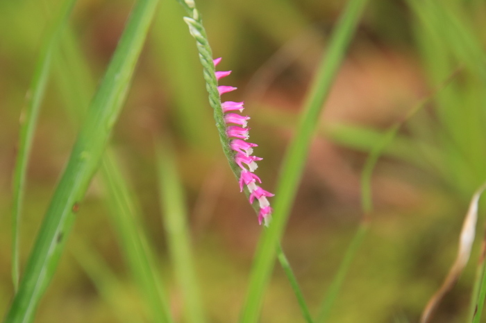オオハンゴンソウが大繁茂!_a0385986_16062211.jpg