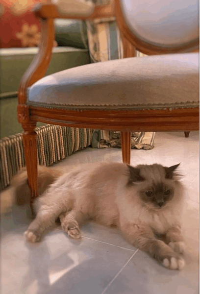 フェーブ fèves le chat de Bristol ブリストル 猫 フェーブ fèves le chat de Bristol ブリストル 猫