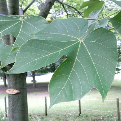 アオギリとユリノキの葉 と実 1 樹木見て歩き