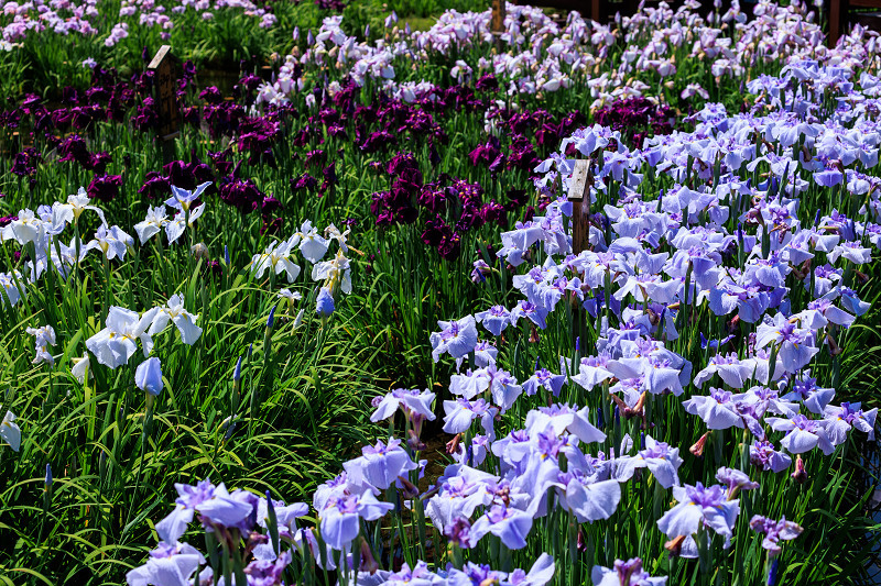 2022夏の花畑　山田池公園の花菖蒲_f0155048_22443669.jpg